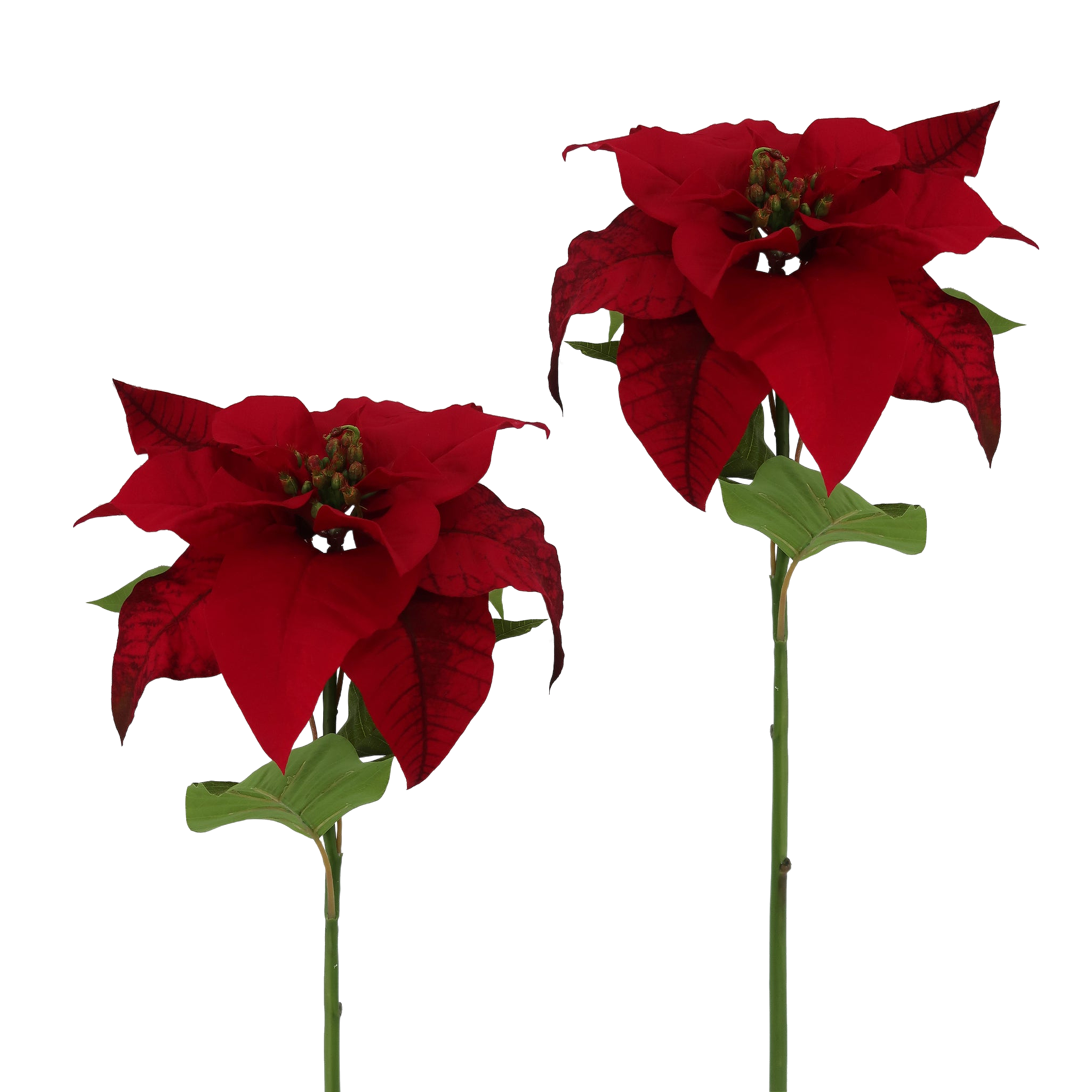 Winward Winter Velvet Poinsettia LG 29" (Set of 2)