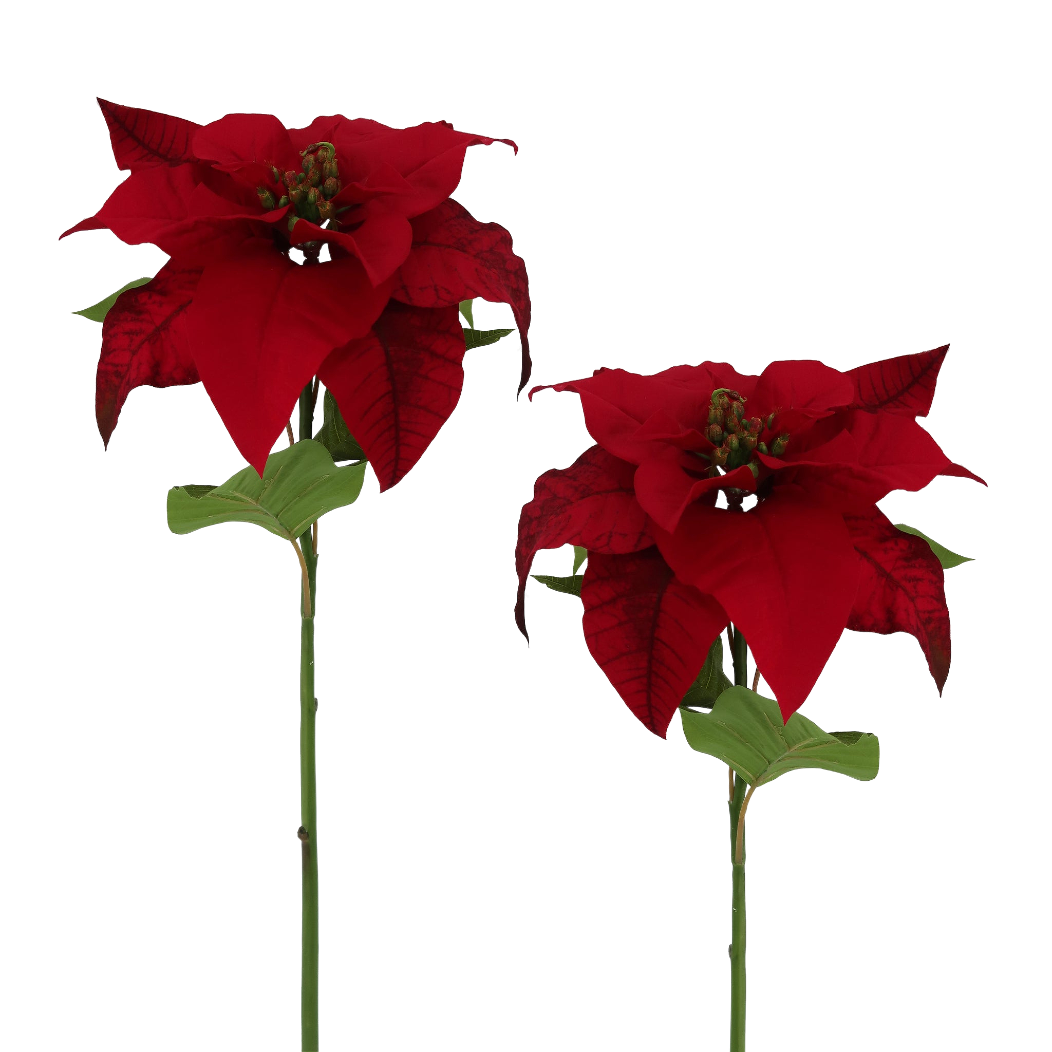 Winward Winter Velvet Poinsettia LG 29" (Set of 2)