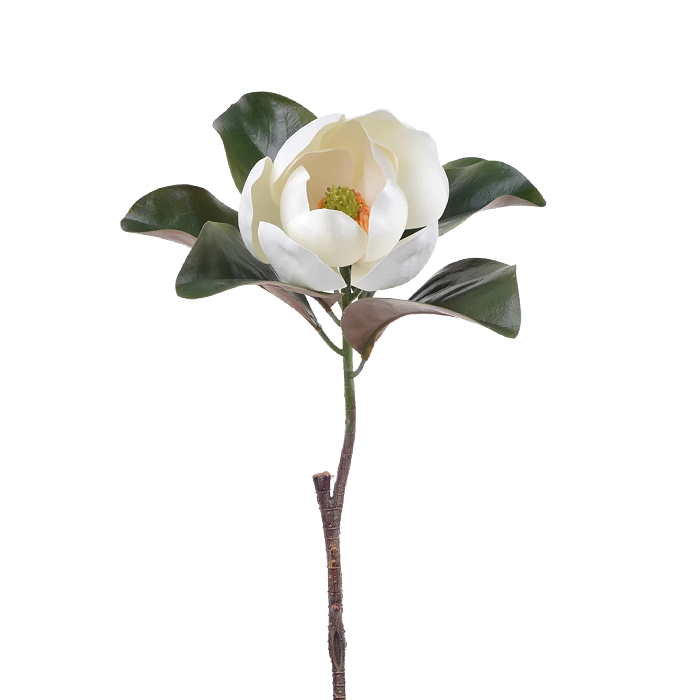 Winward Awakening Magnolia Bloom 24"