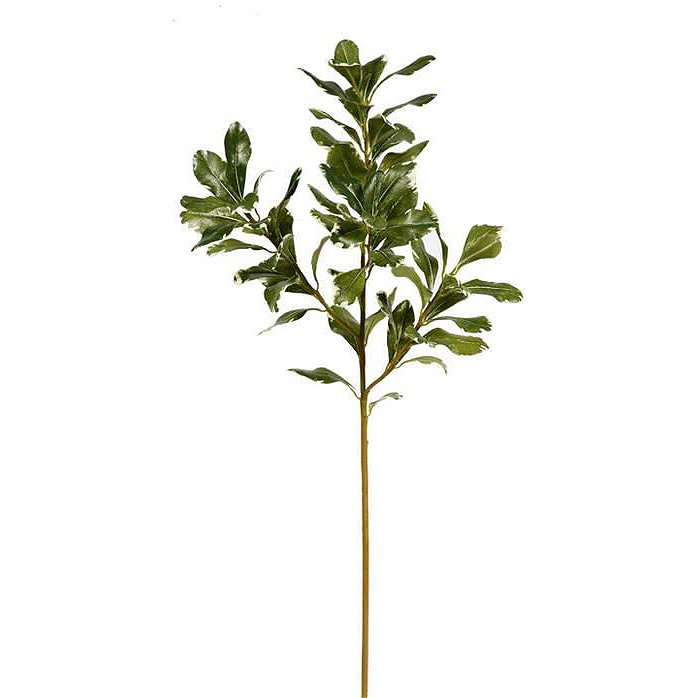 Winward Pittosporum Foliage Stem 25.5"