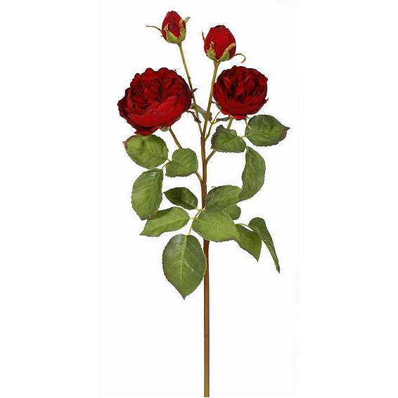 Winward Rose English Cathedral Stem 23"