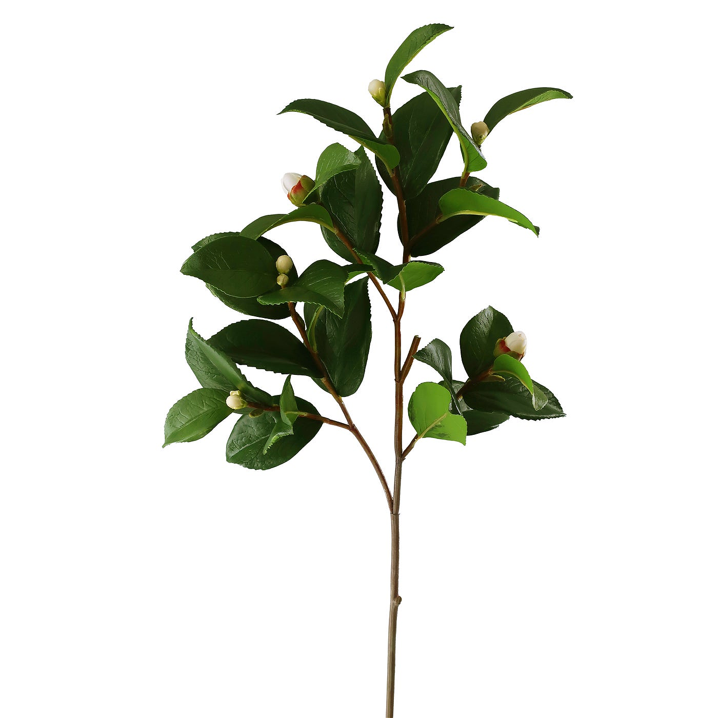 Winward Camelia Bud Foliage 28"