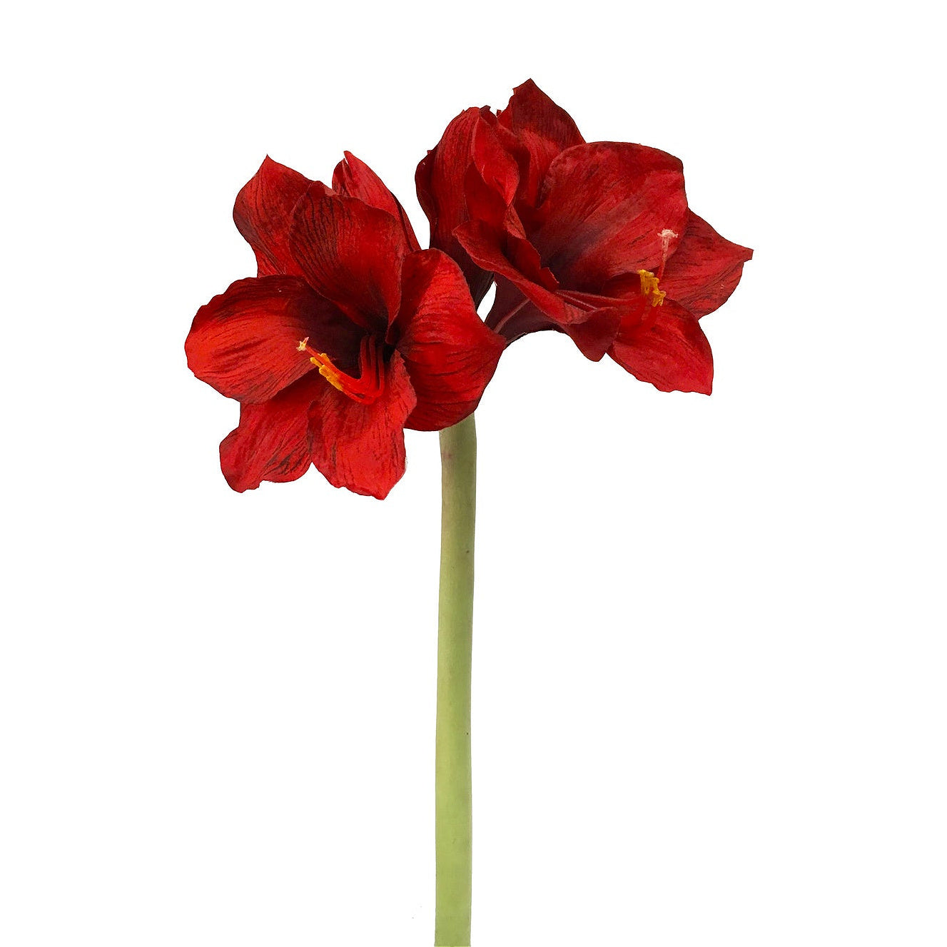 Winward Velvet Royale Amaryllis Stem 19.5"